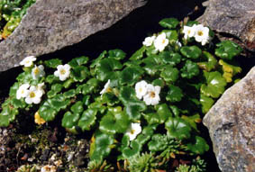 Romanzoffia californica